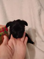 Stallion , a male Yorkshire Terrier and Poodle - Miniature  for sale in Round Mountain, TX – Photo 1 of 6