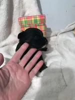 Stallion , a male Yorkshire Terrier and Poodle - Miniature  for sale in Round Mountain, TX – Photo 5 of 6