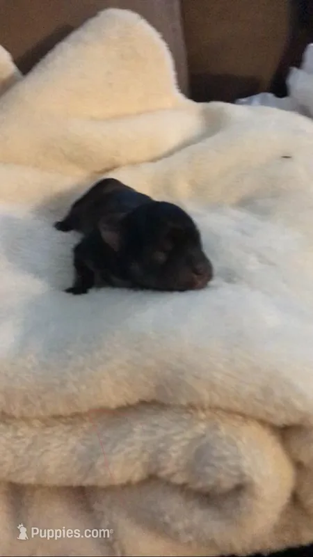 Stallion  – Yorkshire Terrier, Poodle - Miniature  puppy for sale in Round Mountain, TX