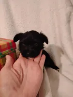 Stallion , a male Yorkshire Terrier and Poodle - Miniature  for sale in Round Mountain, TX – Photo 2 of 6