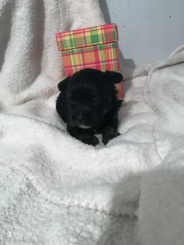 Stallion  – Yorkshire Terrier, Poodle - Miniature  puppy for sale in Round Mountain, TX