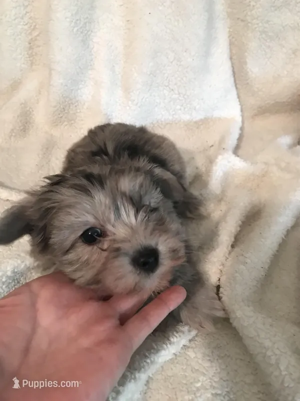 Sapphire blue Merle – Yorkshire Terrier, Poodle - Toy  puppy for sale in Round Mountain, TX