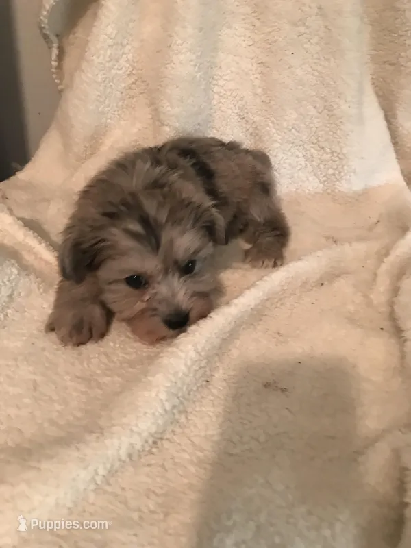 Sapphire blue Merle – Yorkshire Terrier, Poodle - Toy  puppy for sale in Round Mountain, TX
