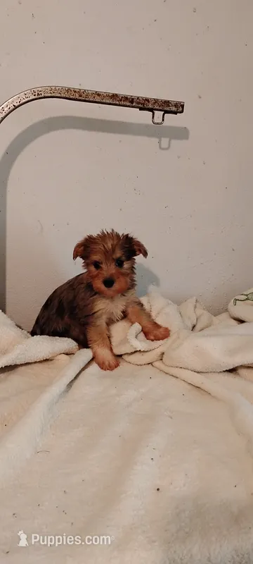 Sadie  – Miniature Schnauzer, Yorkshire Terrier puppy for sale in Round Mountain, TX