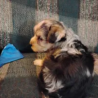 Boo Berry , a female Yorkshire Terrier for sale in Round Mountain, TX – 4 of 7