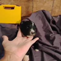 Selma, a female Australian Shepherd for sale in Round Mountain, TX – 2 of 3