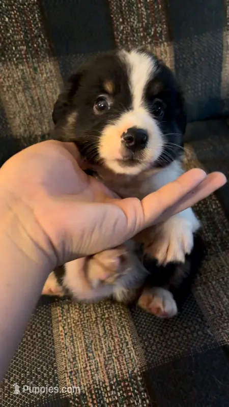 Louis – Australian Shepherd puppy for sale in Round Mountain, TX