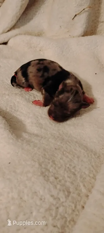 Sadie  – Miniature Schnauzer, Yorkshire Terrier puppy for sale in Round Mountain, TX