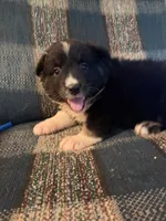 Selma, a female Australian Shepherd for sale in Round Mountain, TX – 2 of 5