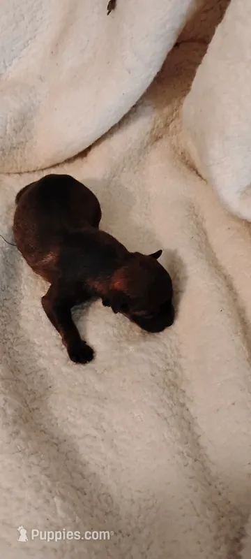 Red – Miniature Schnauzer, Yorkshire Terrier puppy for sale in Round Mountain, TX