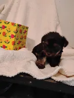 Filly, a female Yorkshire Terrier and Poodle - Miniature  for sale in Round Mountain, TX – Photo 2 of 5