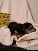 Filly, a female Yorkshire Terrier and Poodle - Miniature  for sale in Round Mountain, TX – Photo 3 of 5