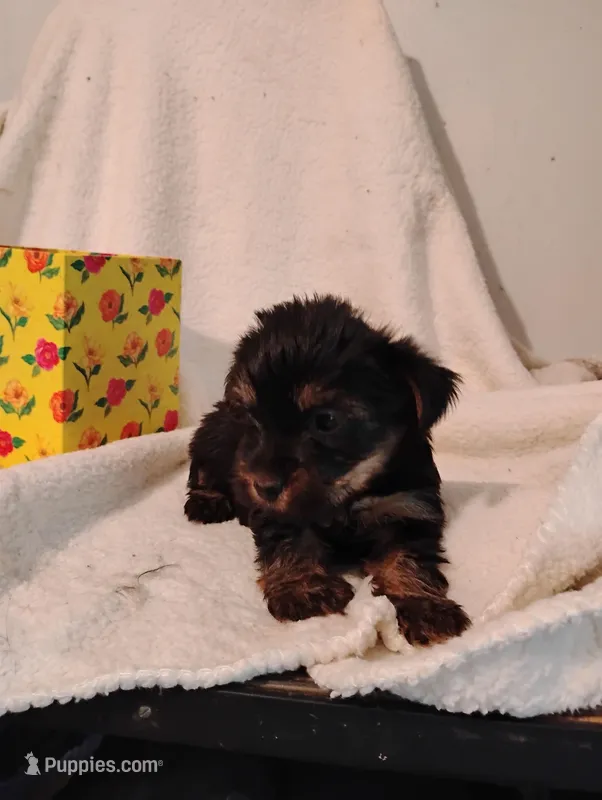 Filly – Yorkshire Terrier, Poodle - Miniature  puppy for sale in Round Mountain, TX
