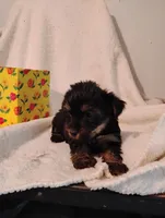 Filly, a female Yorkshire Terrier and Poodle - Miniature  for sale in Round Mountain, TX – Photo 1 of 5