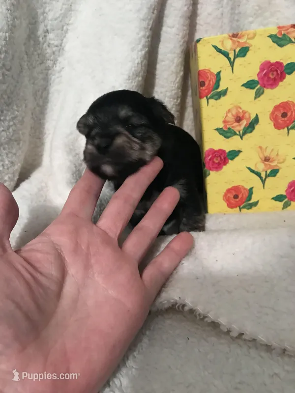 Filly – Yorkshire Terrier, Poodle - Miniature  puppy for sale in Round Mountain, TX