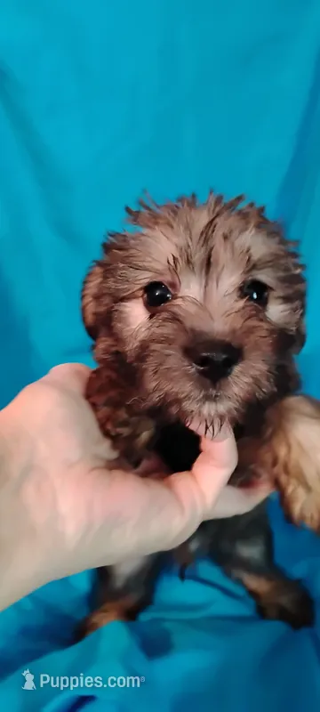 Red – Miniature Schnauzer, Yorkshire Terrier puppy for sale in Round Mountain, TX