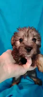 Red, a male Miniature Schnauzer and Yorkshire Terrier for sale in Round Mountain, TX – 1 of 4