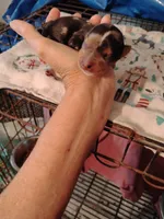 Boo Berry , a female Yorkshire Terrier for sale in Round Mountain, TX – 2 of 2