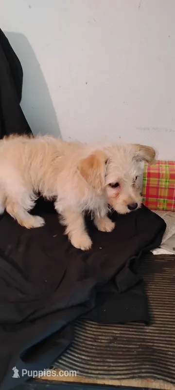 Apricot – Yorkipoo, Poodle - Miniature  puppy for sale in Round Mountain, TX