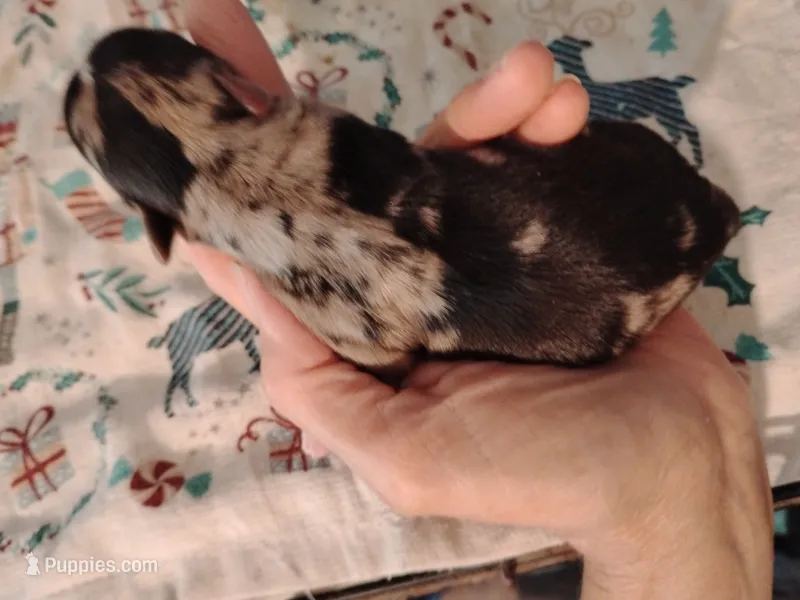 Boo Berry  – Yorkshire Terrier puppy for sale in Round Mountain, TX