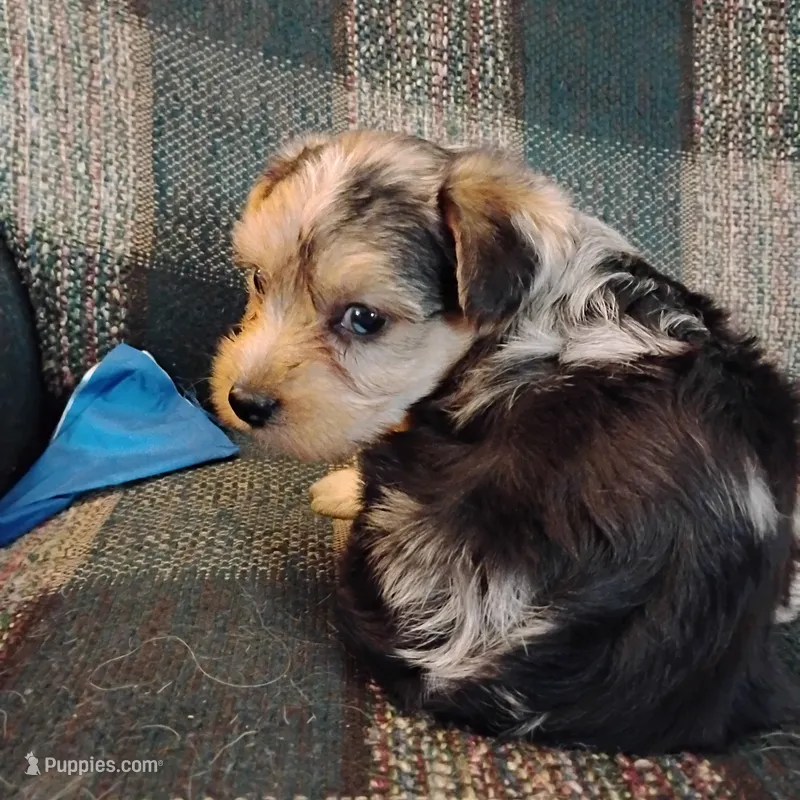 Boo Berry  – Yorkshire Terrier puppy for sale in Round Mountain, TX