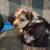 Boo Berry , a female Yorkshire Terrier for sale in Round Mountain, TX – 1 of 7