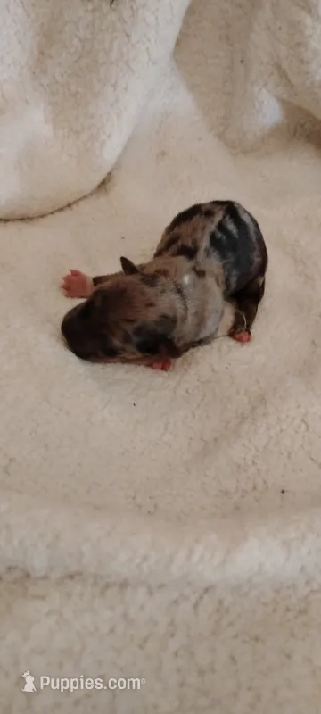 Salamander – Miniature Schnauzer, Yorkshire Terrier puppy for sale in Round Mountain, TX