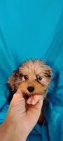 Salamander, a male Miniature Schnauzer and Yorkshire Terrier for sale in Round Mountain, TX – 1 of 3