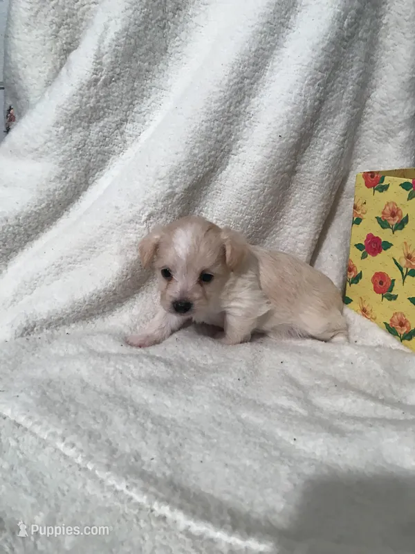 Baby boy  – Yorkipoo, Poodle - Miniature  puppy for sale in Round Mountain, TX