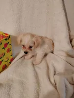 Sweet pea 🫛, a female Yorkipoo and Poodle - Miniature  for sale in Round Mountain, TX – Photo 2 of 4