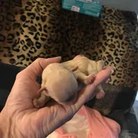 Sweet pea 🫛, a female Yorkipoo and Poodle - Miniature  for sale in Round Mountain, TX – Photo 4 of 4