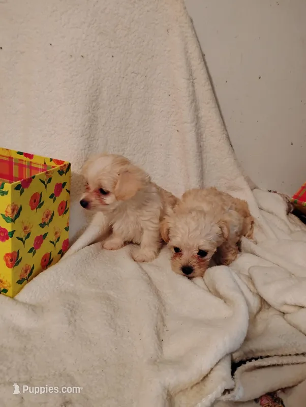 Sweet pea 🫛 – Yorkipoo, Poodle - Miniature  puppy for sale in Round Mountain, TX