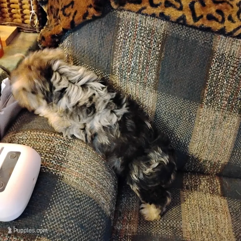 Boo Berry  – Yorkshire Terrier puppy for sale in Round Mountain, TX