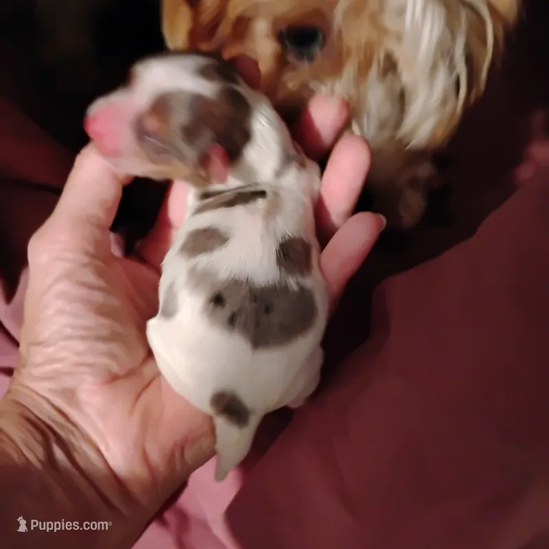 Polka  – Yorkshire Terrier puppy for sale in Round Mountain, TX