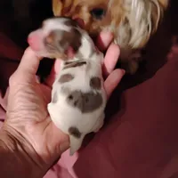 Polka , a female Yorkshire Terrier for sale in Round Mountain, TX – 1 of 2