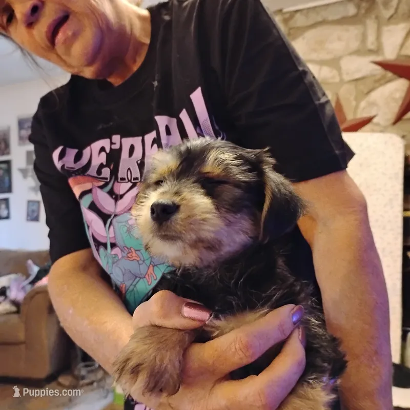 Sunny – Yorkshire Terrier puppy for sale in Round Mountain, TX