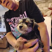 Sunny, a male Yorkshire Terrier for sale in Round Mountain, TX – 1 of 5