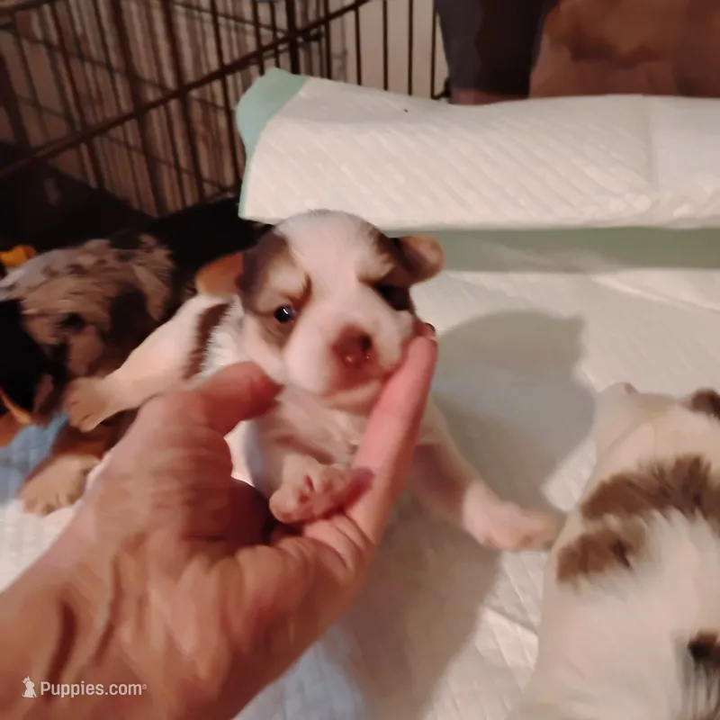 Polkadot  – Yorkshire Terrier puppy for sale in Round Mountain, TX