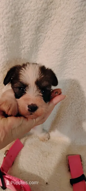 Dottie  – Miniature Schnauzer, Yorkshire Terrier puppy for sale in Round Mountain, TX