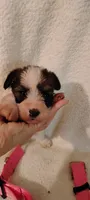 Dottie , a female Miniature Schnauzer and Yorkshire Terrier for sale in Round Mountain, TX – 1 of 4