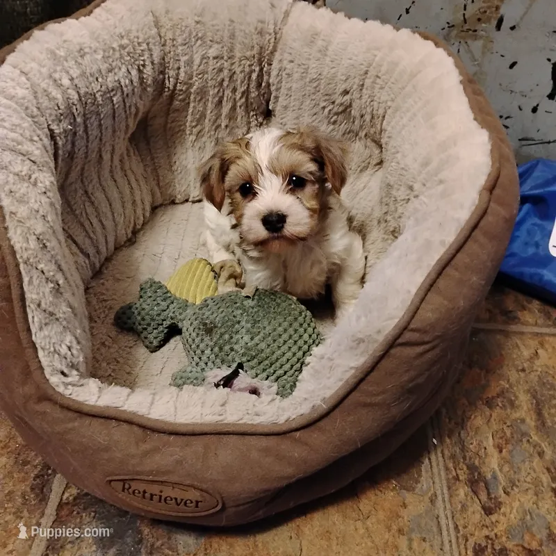 Polka  – Yorkshire Terrier puppy for sale in Round Mountain, TX