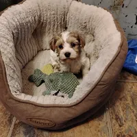 Polka , a female Yorkshire Terrier for sale in Round Mountain, TX – 1 of 4