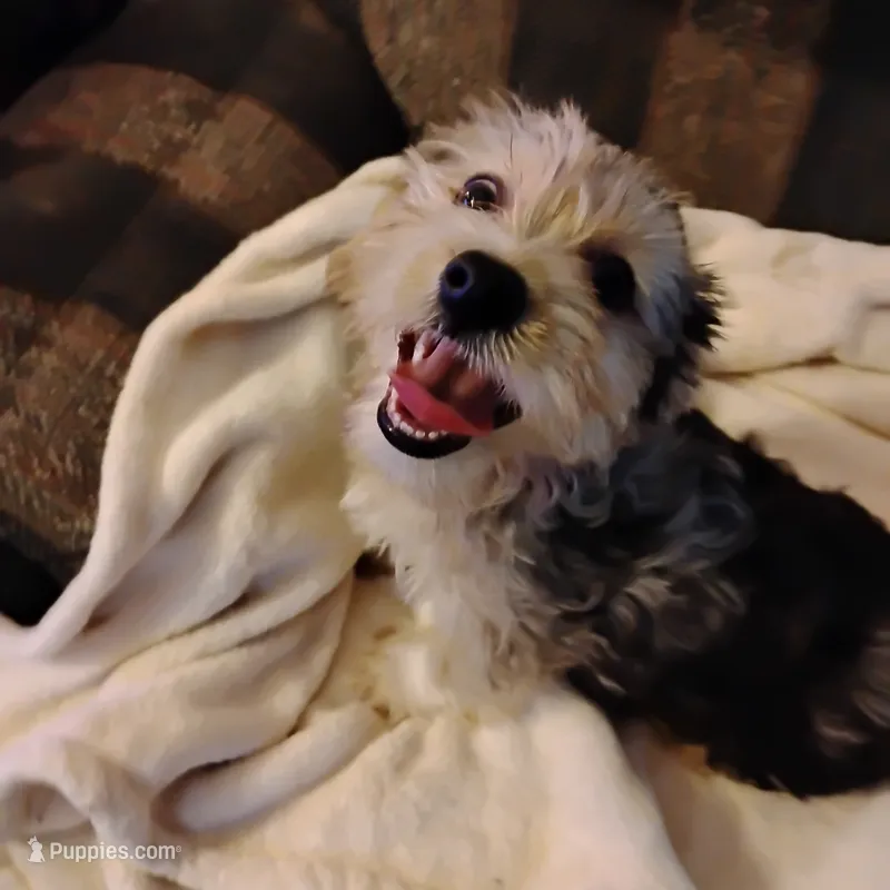 Boo Berry  – Yorkshire Terrier puppy for sale in Round Mountain, TX