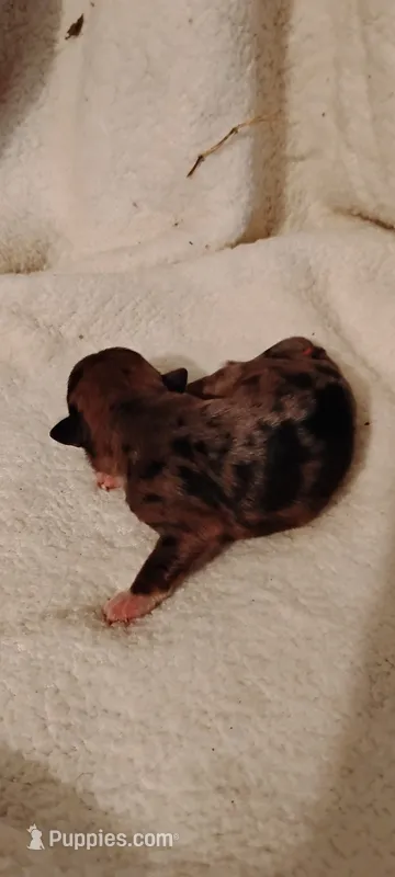 Marlette – Miniature Schnauzer, Yorkshire Terrier puppy for sale in Round Mountain, TX