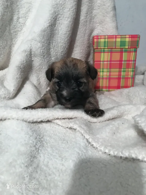 Fudge  – Yorkipoo, Poodle - Miniature  puppy for sale in Round Mountain, TX