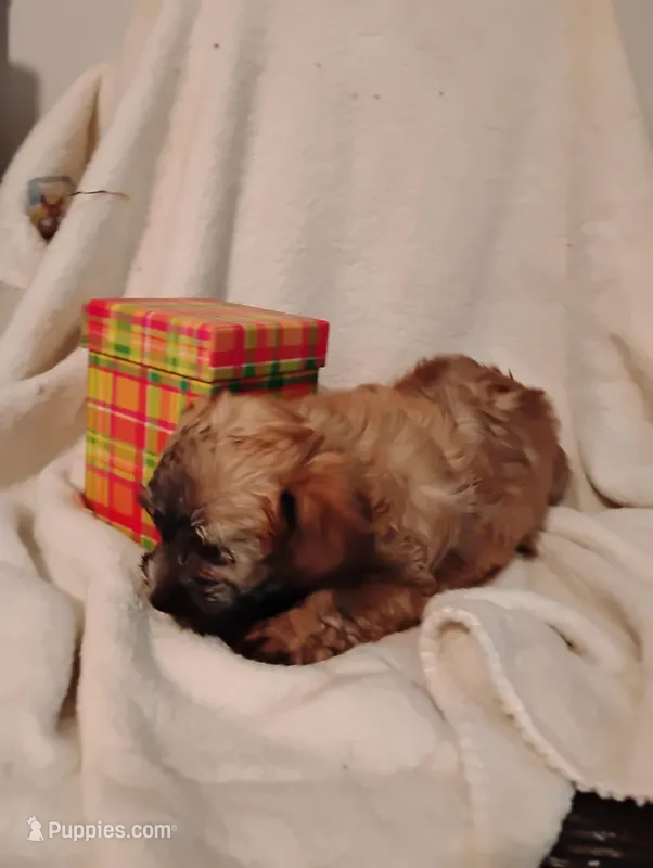 Fudge  – Yorkipoo, Poodle - Miniature  puppy for sale in Round Mountain, TX