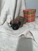 Fudge , a male Yorkipoo and Poodle - Miniature  for sale in Round Mountain, TX – Photo 3 of 6