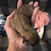 Fudge , a male Yorkipoo and Poodle - Miniature  for sale in Round Mountain, TX – Photo 4 of 6