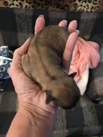 Fudge , a male Yorkipoo and Poodle - Miniature  for sale in Round Mountain, TX – Photo 1 of 2