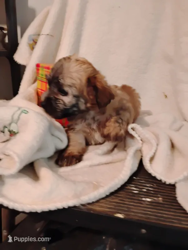 Fudge  – Yorkipoo, Poodle - Miniature  puppy for sale in Round Mountain, TX